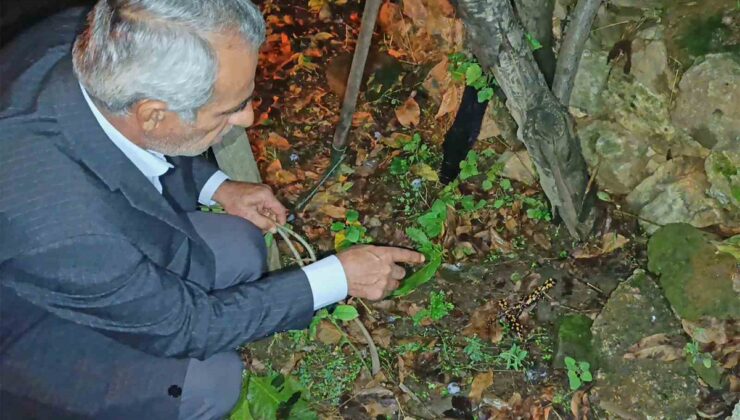 Bitlis’te evinin bahçesinde üç benekli semender gören Rahmi Bulut, onları gözlemledi