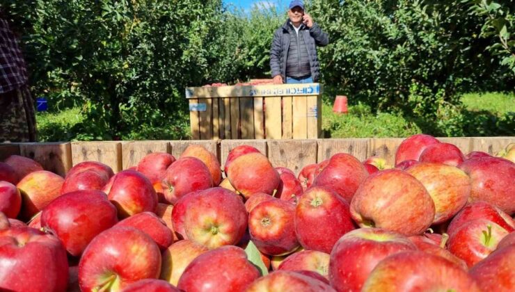 Denizli Çivril’de sofralık elma hasadı başladı, kilogramı 25-28 liradan alıcı buluyor