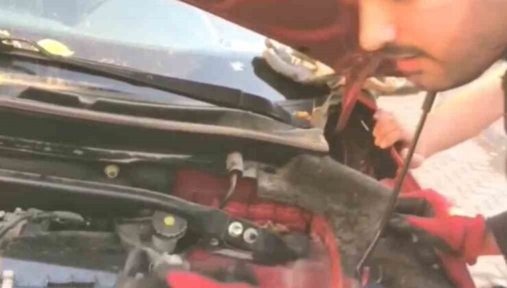 Dicle Üniversitesi lojmanlarında motora sıkışan 3 yavru kediyi itfaiye kurtardı