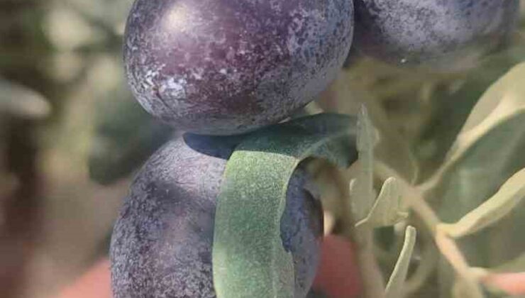 Didim’de üreticilere sofralık zeytin hasadında zeytin sineği uyarısı yapıldı
