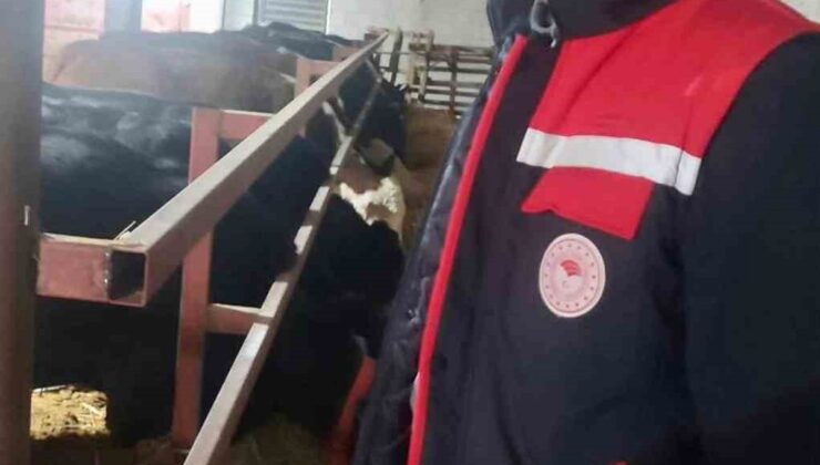 Dinar İlçe Tarım ve Orman Müdürlüğü ithal hayvan bulunan işletmeleri denetledi