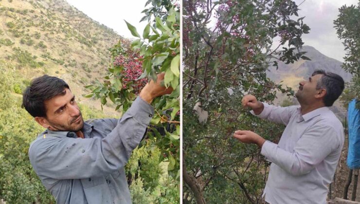 Doğada bedavaya yetişiyor! Bir köyün geçim kaynağı oldu