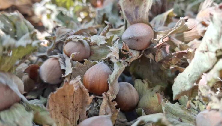 Düzce’den AB ülkelerine fındık ihracatı 7 bin 967,01 tona yarı yarıya indi