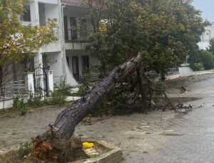 Edirne Keşan’da fırtına, Deniz Feneri Caddesi’ne çam ağacı devirdi