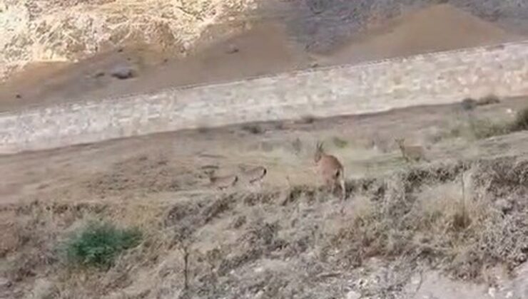Elazığ Palu’daki tarihi kalede avlanması yasak dağ keçileri görüntülendi