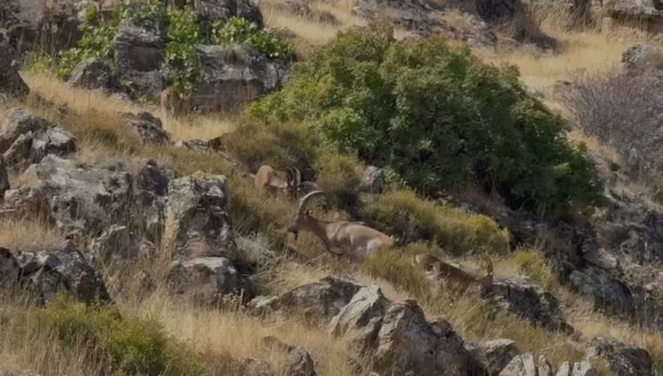 Elazığ’da korunan dağ keçileri, kayalık ve dağlık bölgede sürü halinde görüldü