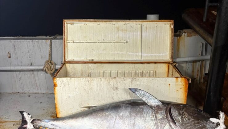 Enezli balıkçılar Saros Körfezi’nde 2 metre boyunda 175 kilogramlık orkinos yakaladı