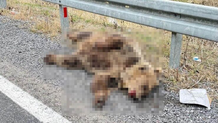 Erzincan-Refahiye yolunda ayının aracın çarpmasıyla telef olduğu değerlendiriliyor