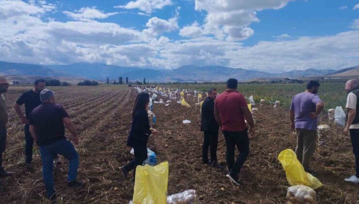 Erzincan Tercan’da patates hasadı başladı, üreticiler kışlık patatesleri hasat ediyor