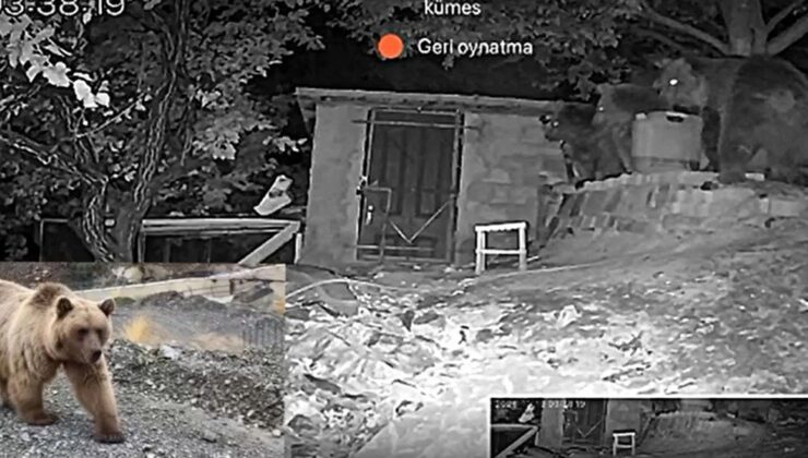 Erzincan Üzümlü’de 3 ayı bağ evinin bahçesine girdi, güvenlik kamerasına yansıdı