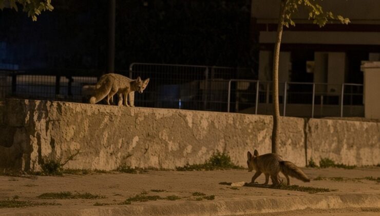 Erzincan’da iki tilki 13 Şubat Şehir Stadyumu çevresinde yiyecek ararken görüntülendi