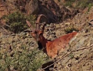 Erzurum Tortum’da dağ keçileri Erzurum-Artvin karayolu yakınında kaydedildi