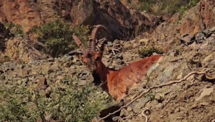 Erzurum Tortum’da dağ keçileri Erzurum-Artvin karayolu yakınında kaydedildi