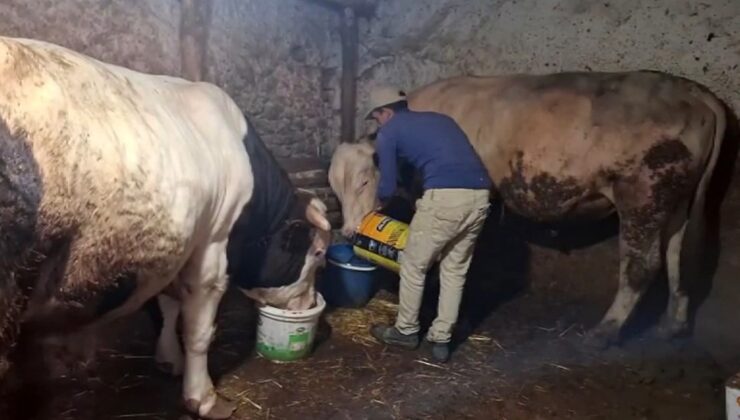 Eskişehir’de 1750 ve 1450 kiloluk 2 dana için Guinness’e başvuru hazırlanıyor