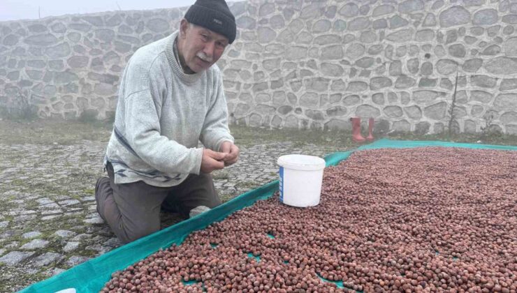 Giresun’da fındık üreticileri yağış ve sis yüzünden ürünlerini kurutamıyor
