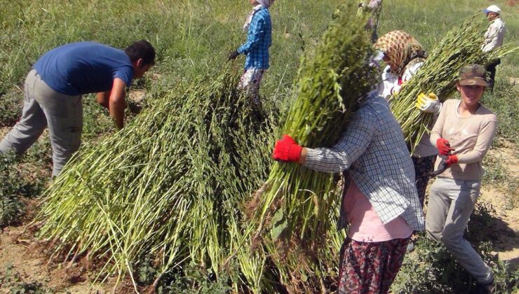 Gökova susamında hasat dönemi başladı, Japonya’dan suşi için talep var