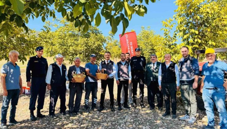 Gölpazarı’nda başlayan Chandler cinsi ceviz hasadına Kaymakam Titiz katıldı