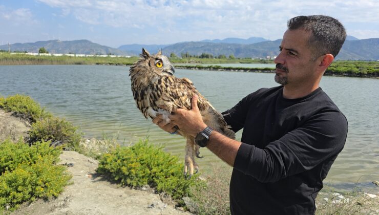 Hatay Samandağ’da ateşli silahla yaralanan koruma altındaki puhu tedaviye alındı