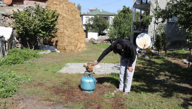 Iğdır’da yaralı kızıl şahini 3 gün besleyen vatandaş, DKMP’ye teslim etti