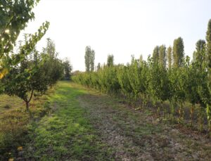 Iğdırlı çiftçi Yener Aras, 50 dönüm çorak araziyi kayısı bahçesine dönüştürdü