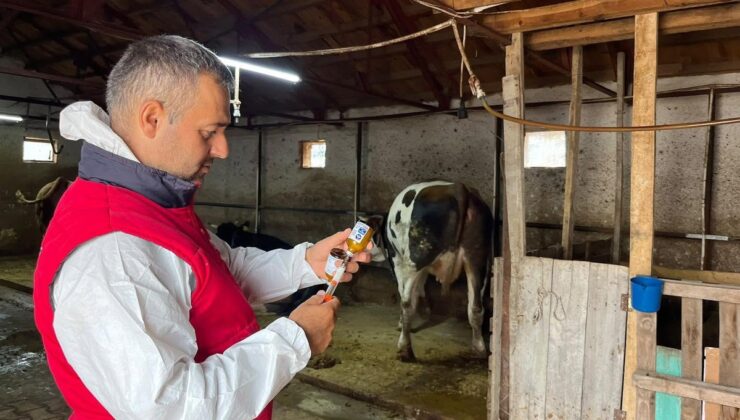 İhsaniye’de büyükbaş hayvanlara şap aşısı yapılmaya başlandı