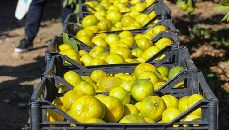 İzmir’de satsuma mandalina ihracatı geçen yıla göre yüzde 12 artan rekolteyle başladı