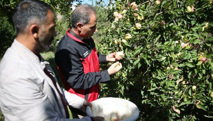 Kağızman’da coğrafi işaretli uzun elmada 5 bin ton civarı rekolte bekleniyor