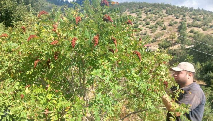 Kahramanmaraş Andırın’da sumak hasadı başladı, İlyas Paksoy bahçesinde topluyor