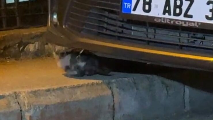 Karabük’te motor bölümüne sıkışan yavru kedi itfaiye ekiplerince kurtarıldı