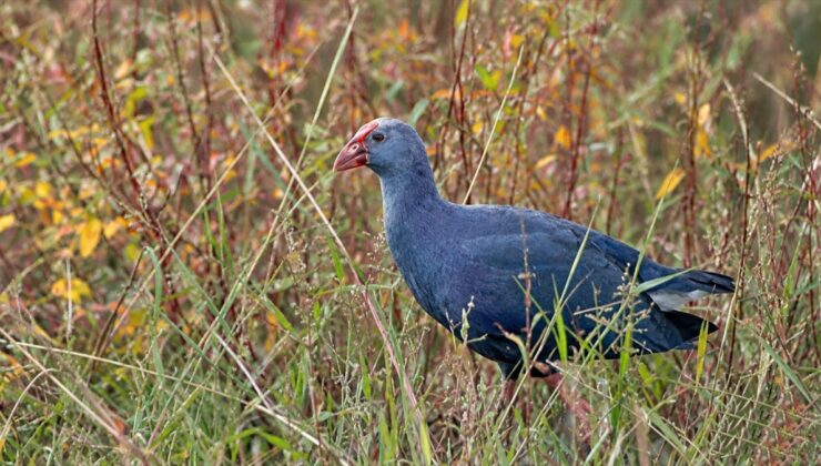 Kastamonu Abana’da koruma altındaki iki sazhorozu ilk kez görüntülendi