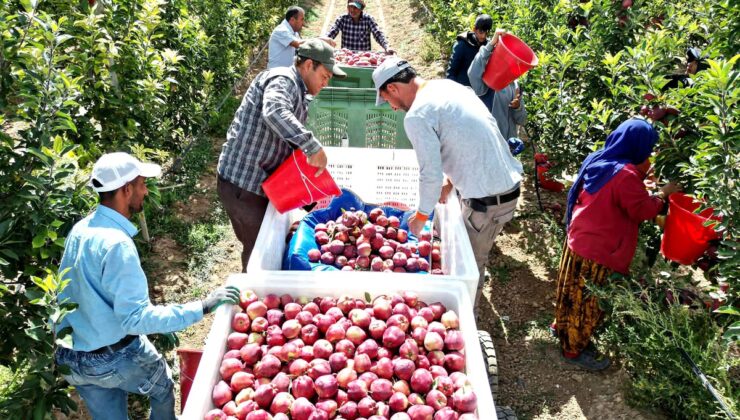 Kayseri Yeşilhisar’da bu yıl 120 bin ton elma rekoltesi bekleniyor