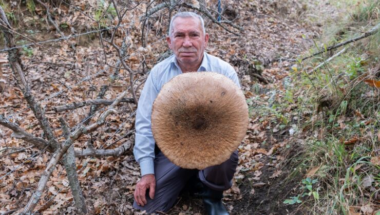 Kırklareli’de 69 yaşındaki Necati Baycan, 40 santimetreye yaklaşan dev şemsiye mantarı buldu! Sepetine sığmadı