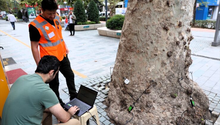 Kocaeli Büyükşehir Belediyesi yaklaşık 600 anıt ağacı akustik tomografiyle inceleyecek