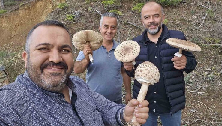 Konya Beyşehir’de yağış sonrası güz mantarları mini motorlu testereyle kesildi