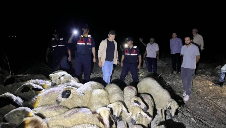 Kozan’da kaybolan 45 koyun, jandarmanın dronlu aramasıyla 5 saatte bulundu
