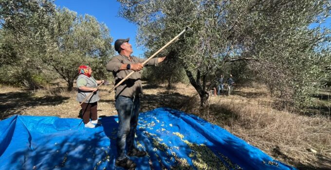 Manavgatlı ödüllü üretici Fettahoğlu, 65 dönümde 7 kuşaktır zeytin üretiyor