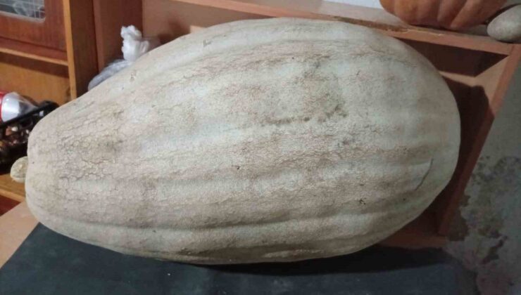 Manisa Sarıgöl’de Zeliha Hasırcı’nın 1 metre 60 kiloluk kabağından reçel yapılacak