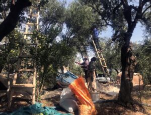 Mardin Derik’te tescilli zeytin hasadı başladı, sofralık kilosu 400 liradan satılıyor
