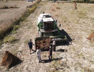 Muğla’da coğrafi işaretli Gökova susamı ilk kez biçerdöverle hasat ediliyor