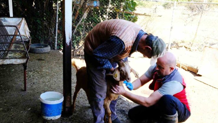 Muğla’da küçükbaş hayvanlardan PPR taraması için kan numuneleri alındı