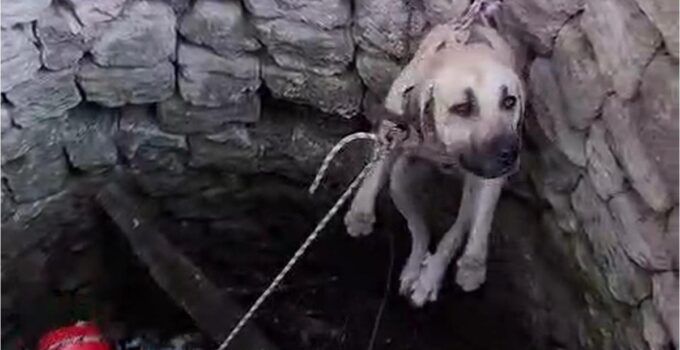 Nevşehir Ürgüp’te 4 metrelik su kuyusuna düşen 2 köpek itfaiye ekiplerince kurtarıldı