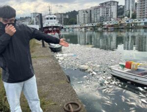 Rize Pazar’da tonlarca palamut denize döküldü, limanda koku ve kirlilik oluştu