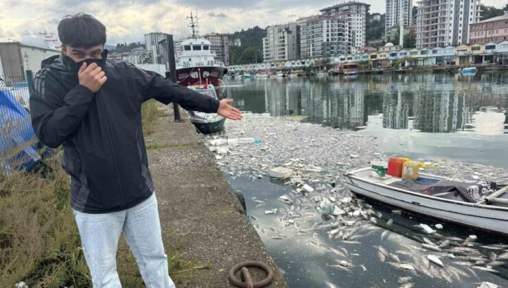 Rize Pazar’da tonlarca palamut denize döküldü, limanda koku ve kirlilik oluştu