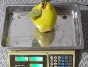 Sakarya Geyve’de tek ayva 962 gram geldi, iki ayva 1 kilo 876 gram oldu