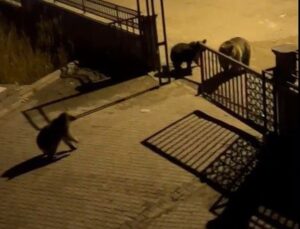 Sarıkamış’ta boz ayılar sokaklarda çöp konteynerlerinde yiyecek ararken görüntülendi