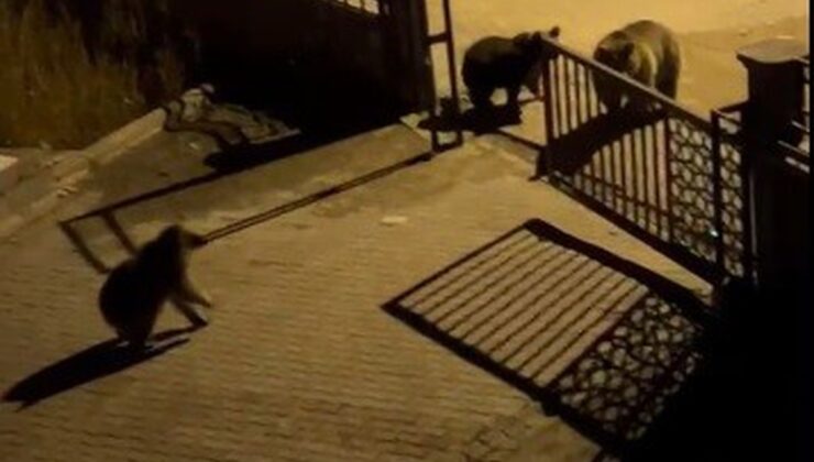 Sarıkamış’ta boz ayılar sokaklarda çöp konteynerlerinde yiyecek ararken görüntülendi
