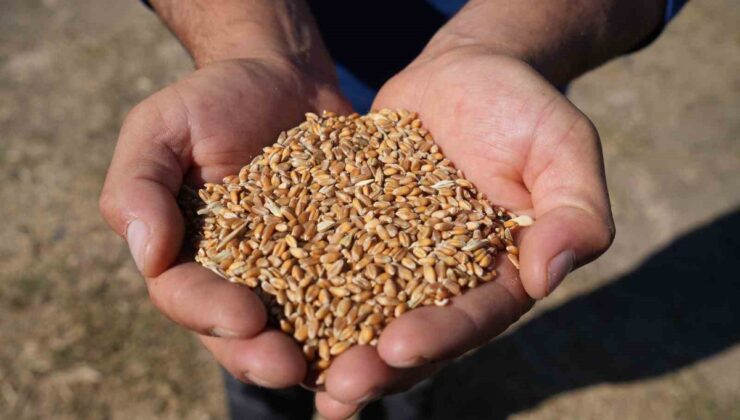 Sertifikalı tohum desteğinde başvurular başladı, son gün 31 Ağustos 2027