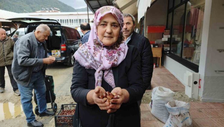 Sinop Erfelek’te kuzu kestanesi hasadı başladı, tezgahlarda 600 liradan satılıyor