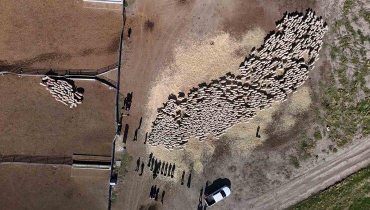 Sivas Ulaş’ta koç katımı yapıldı, 2027 Mart’ta yaklaşık 9 bin 900 kuzu bekleniyor