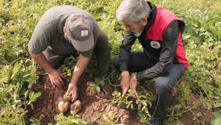 Sivas’ta 100 bin dekar patatesin hasadı 29 Ekim’de başlıyor; yılın son sökümü olacak
